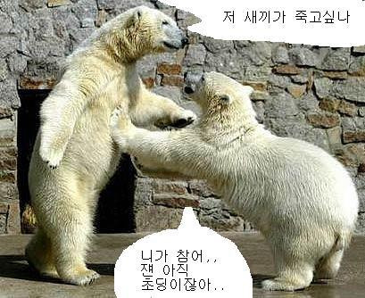 곰 이미지