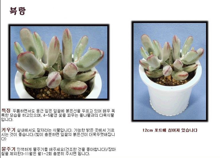다육 이미지