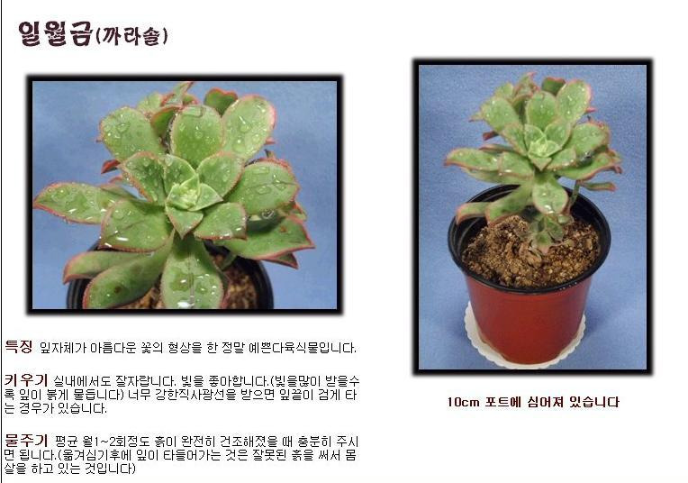 다육 이미지