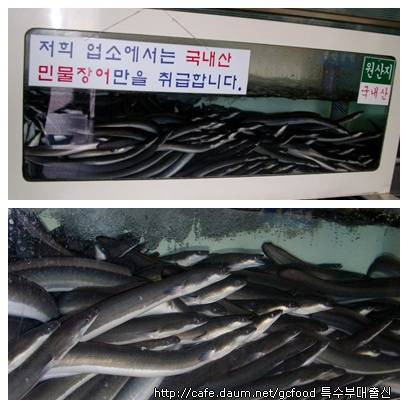 영산강민물장어 이미지