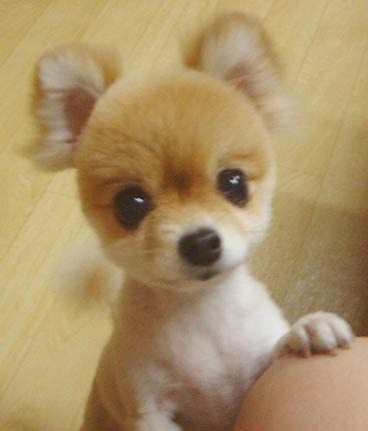 앙 이미지